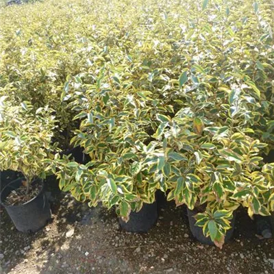 Container 70 - 80 - Ölweide - Elaeagnus ebbingei (x) 'Limelight'