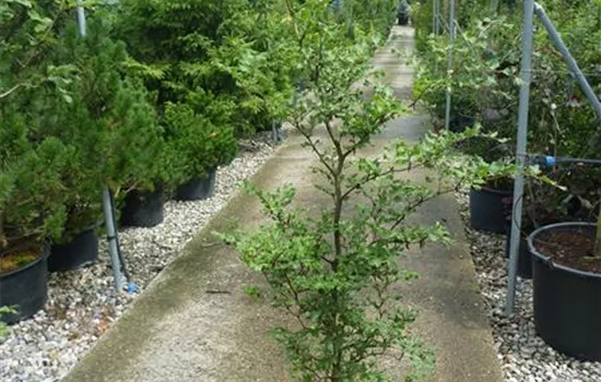 Fagus sylvatica Heckenpflanze