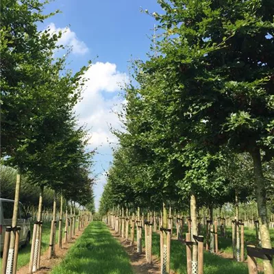 Hochstamm mit Ballen Stammumfang 14 - 16cm - Rotbuche - Fagus sylvatica Hochstamm