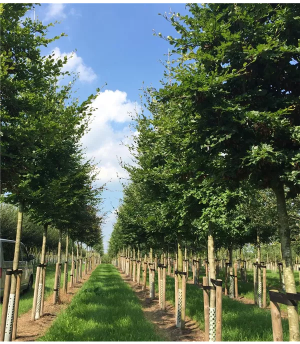 Fagus sylvatica Hochstamm
