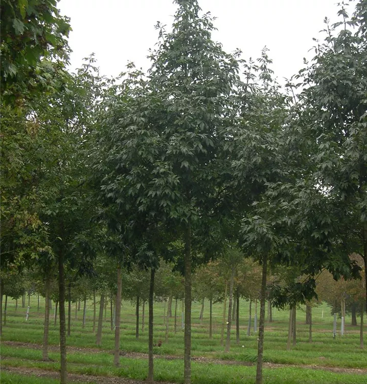 Blumenesche - Fraxinus ornus