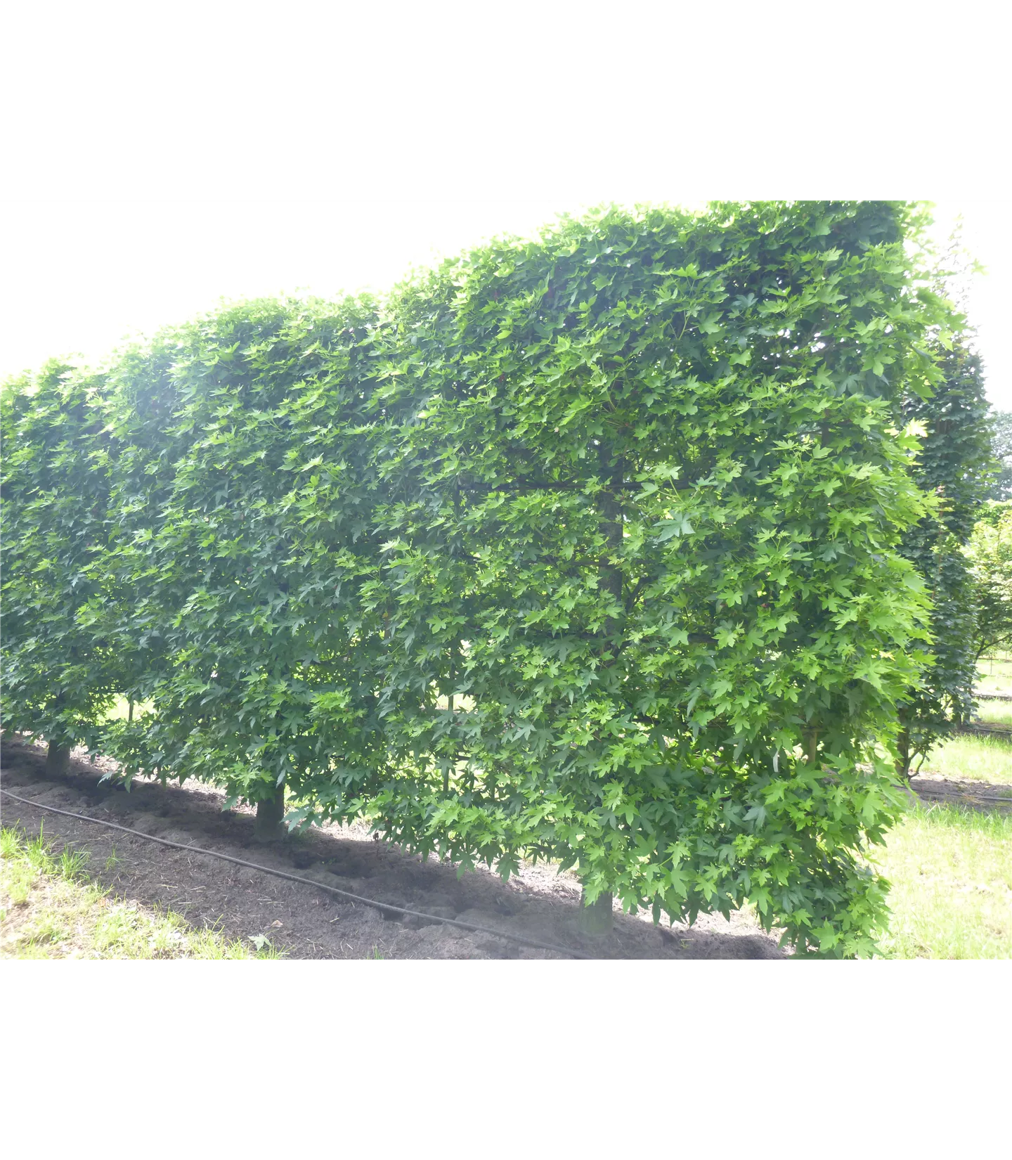 Liquidambar styraciflua, Spalier