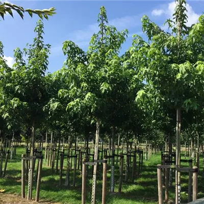 Hochstamm mit Ballen Stammumfang 14 - 16cm - Amberbaum - Liquidambar styraciflua 'Worplesdon'