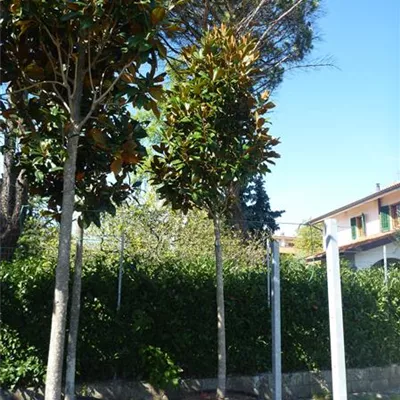 im Container 80 - 100cm - Grossblütige Magnolie - Magnolia grandiflora