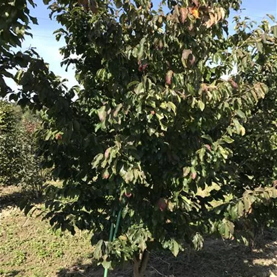 Eisenbaum Parrotia persica als Hausbaum kaufen Eisenbaum Parrotia persica als Hausbaum kaufen