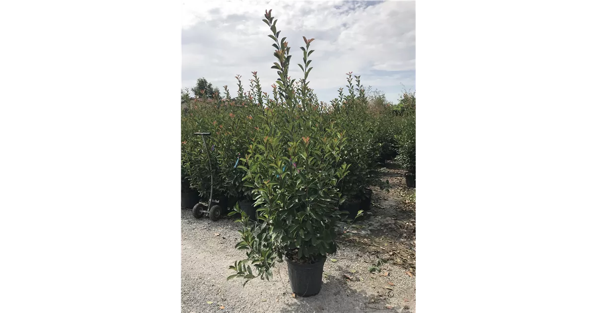 Photinia fraseri 'Red Robin' Heckenpflanze, Glanzmispel 'Red Robin'  Heckenpflanze