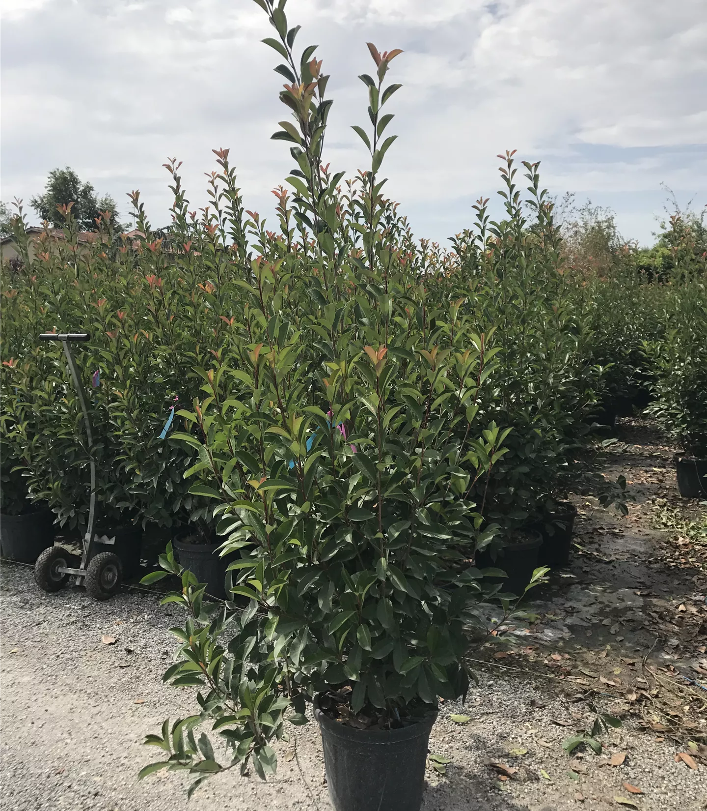 Photinia fraseri 'Red Robin' Heckenpflanze