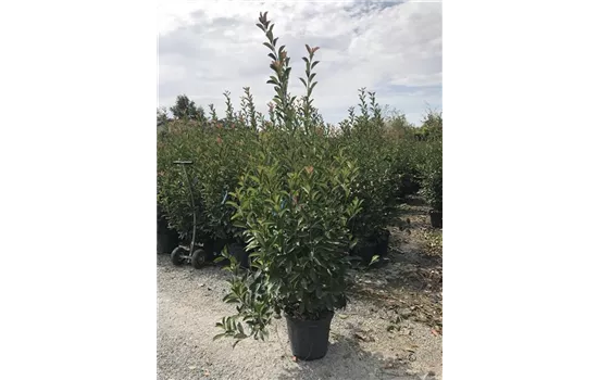Photinia fraseri 'Red Robin' Heckenpflanze