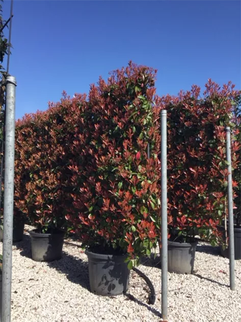 Photinia fraseri 'Red Robin', Spalier, Glanzmispel 'Red Robin' Spalier