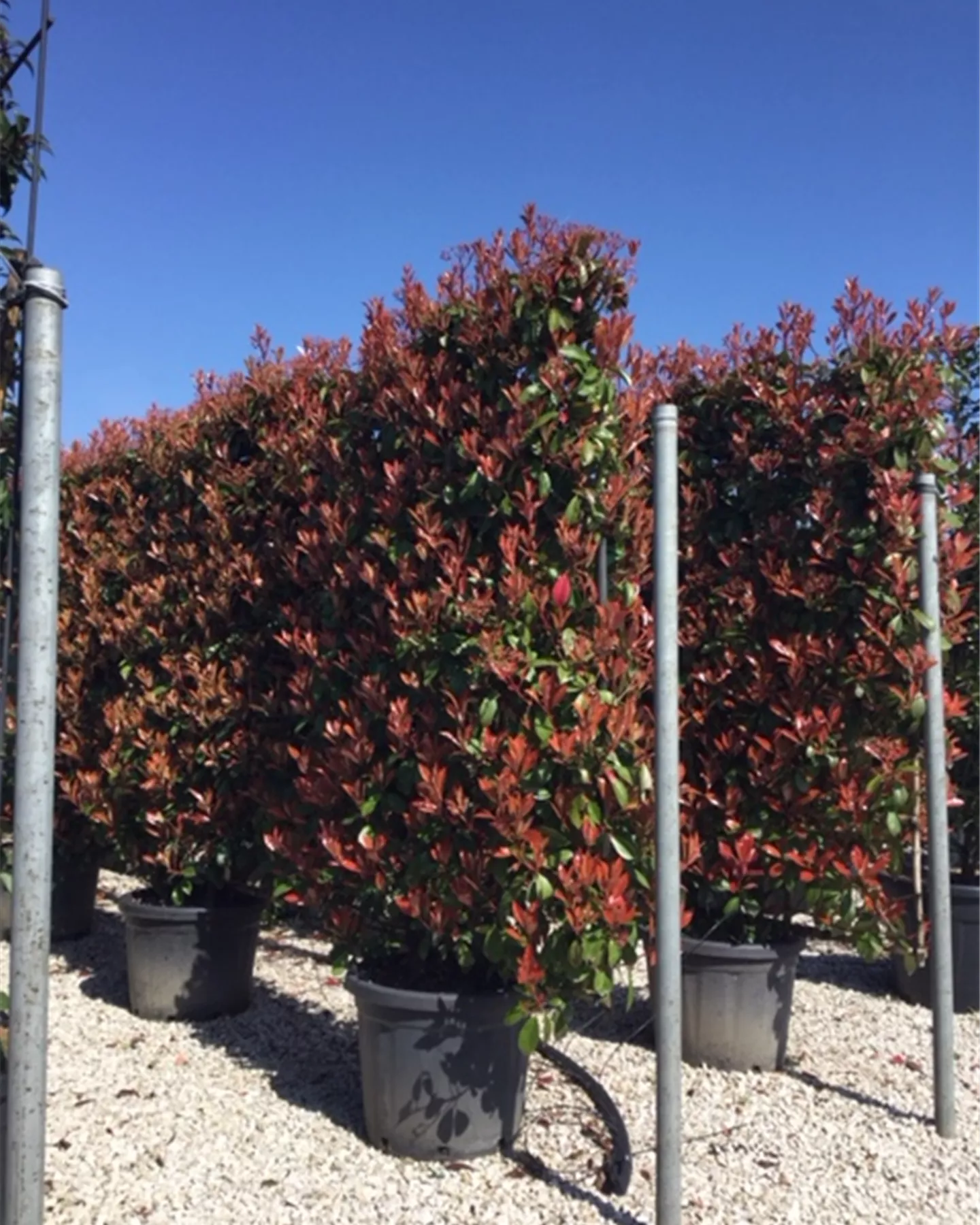 Le treillis comme écran de privé