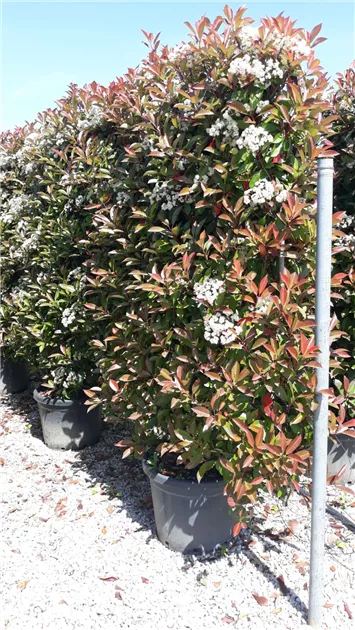 glücksfeder groß kaufen Glücksfeder - Zamioculcas Ø:24 H:90 cm - Pflanzen sicher zu dir nach Hause
