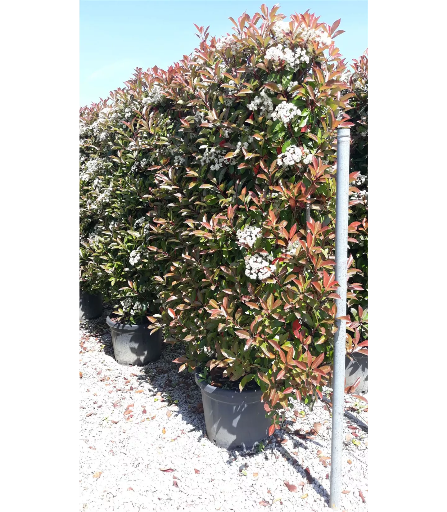 Photinia fraseri 'Red Robin', Spalier