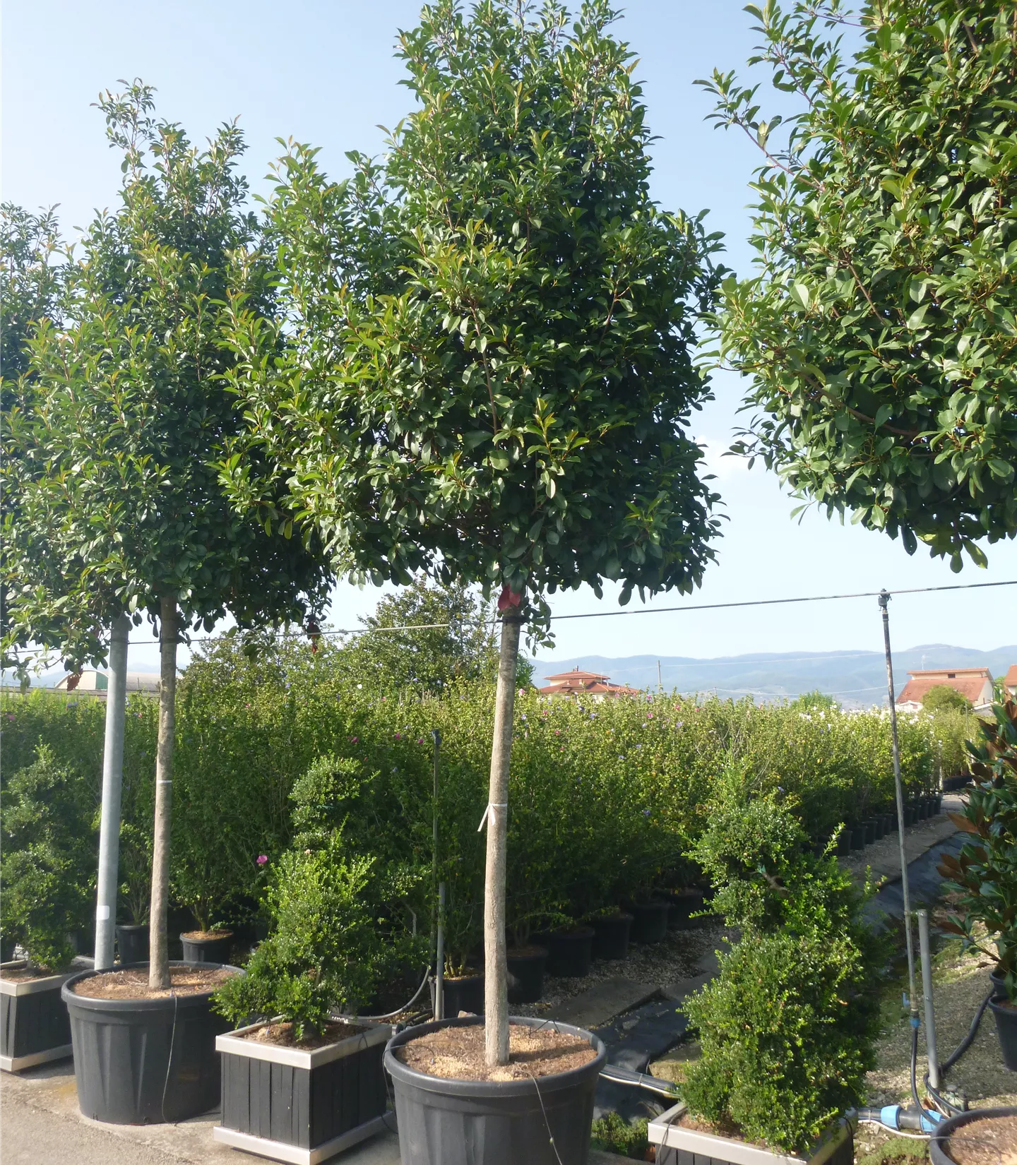 Photinia fraseri (x) 'Red Robin' Solitär Photinia fraseri (x) 'Red Robin' Solitär