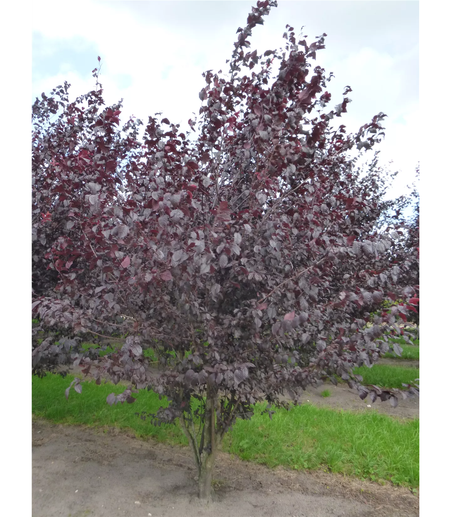 Prunus cerasifera 'Woodii'