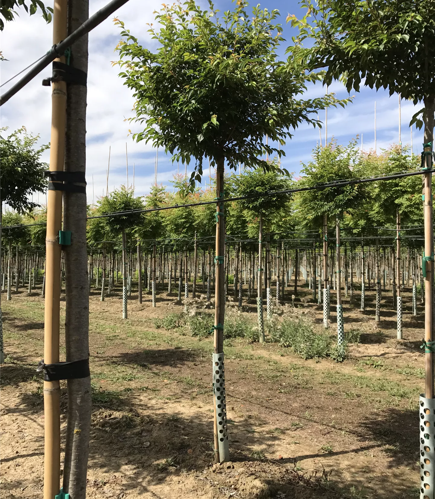 Prunus eminens (x) 'Umbraculifera'