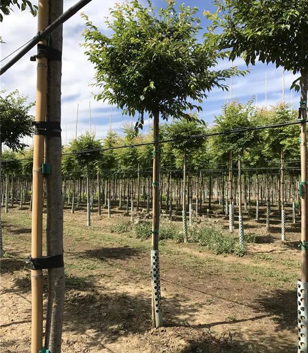 Prunus eminens (x) 'Umbraculifera'