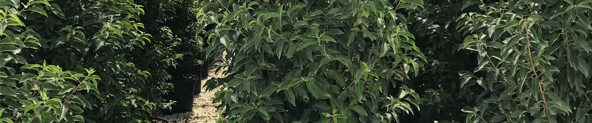 Bodendecker online kaufen | Bauer Baumschulen AG Bodendecker online kaufen | Bauer Baumschulen AG