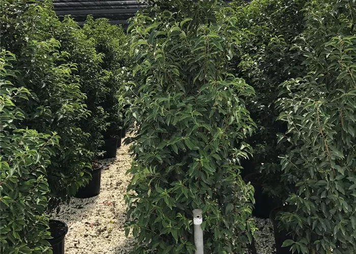 Prunus lusitanica 'Angustifolia' - Heckenpflanze