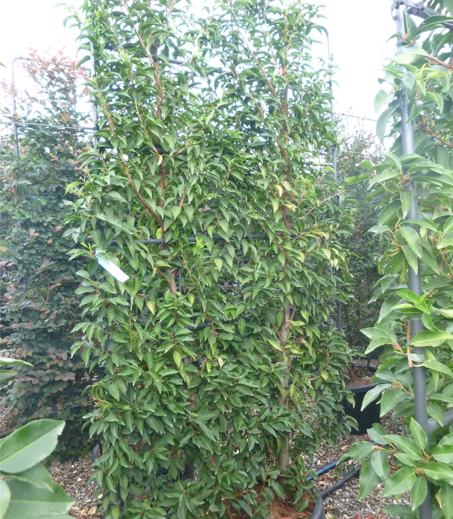 Prunus lusitanica 'Angustifolia', Spalier