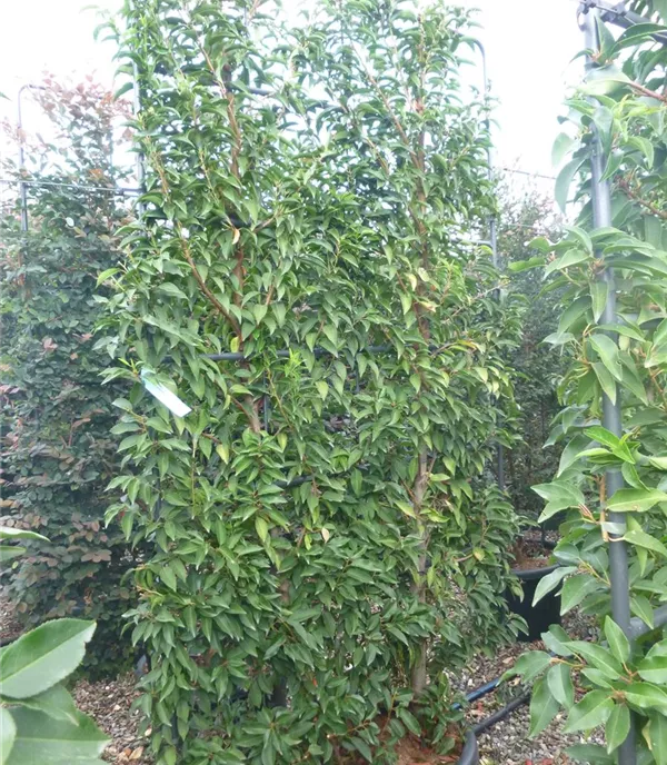 Prunus lusitanica 'Angustifolia', Spalier