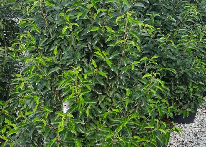 Prunus lusitanica 'Angustifolia' Kugel Prunus lusitanica 'Angustifolia' Kugel