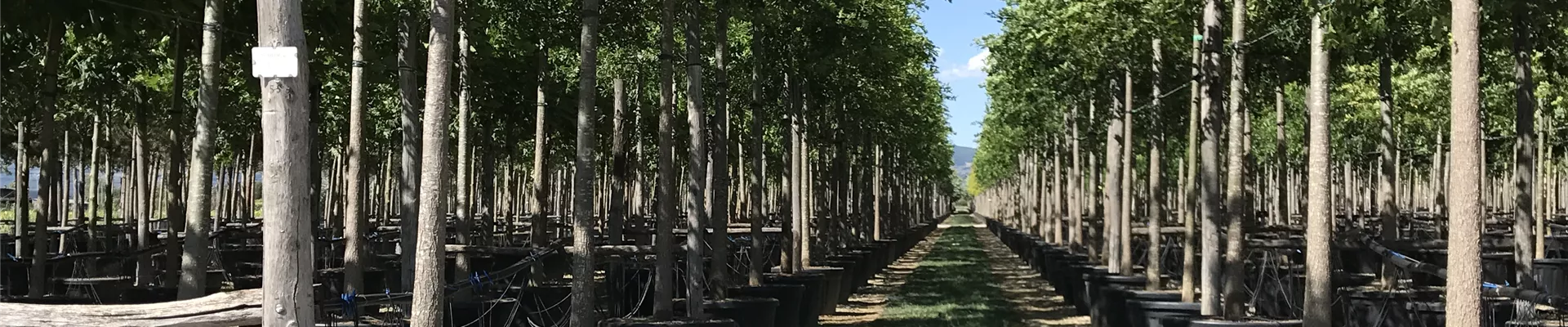 Quercus rubra HOC V17.JPG Quercus rubra HOC V17.JPG