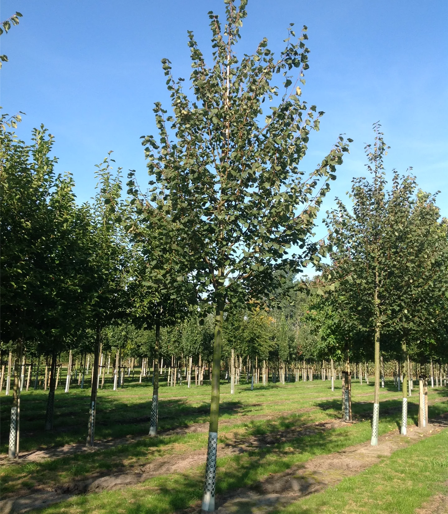 Tilia cordata 'Greenspire'