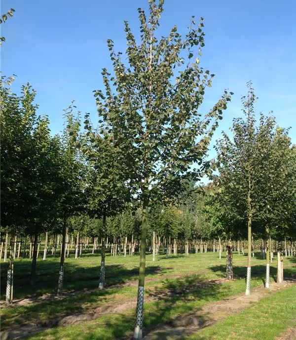 Tilia cordata 'Greenspire'