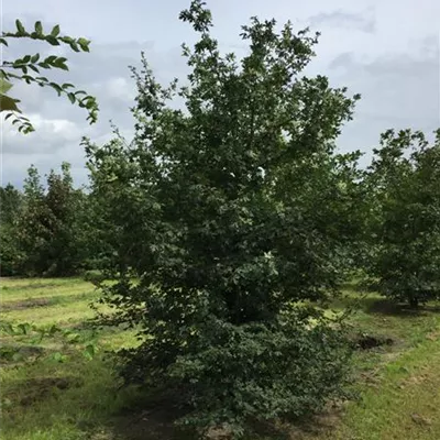 im Container 80 - 100 cm - Feldahorn - Acer campestre - Solitär