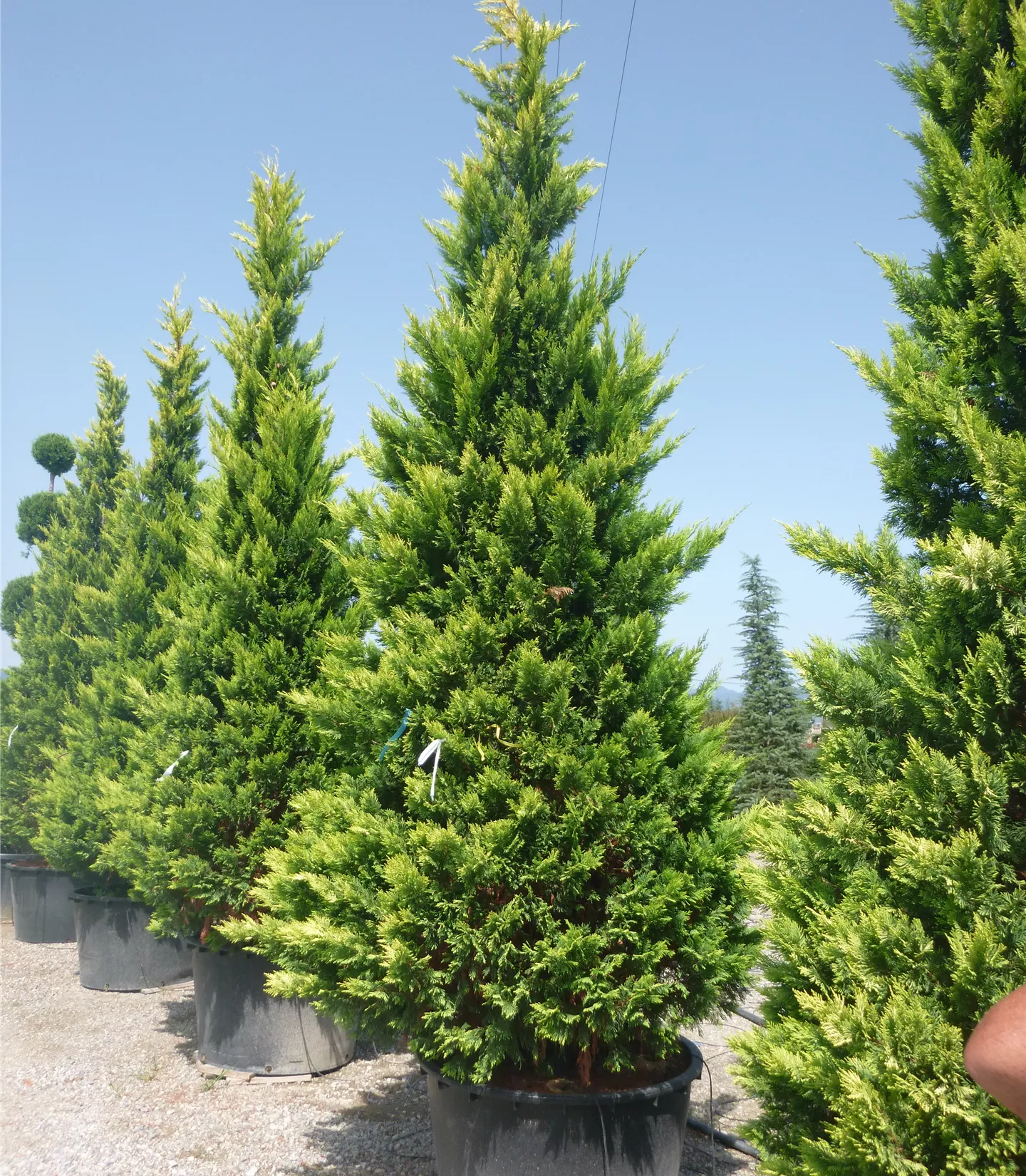 Cupressocyparis (x) leylandii 'Gold Rider' Cupressocyparis (x) leylandii 'Gold Rider'