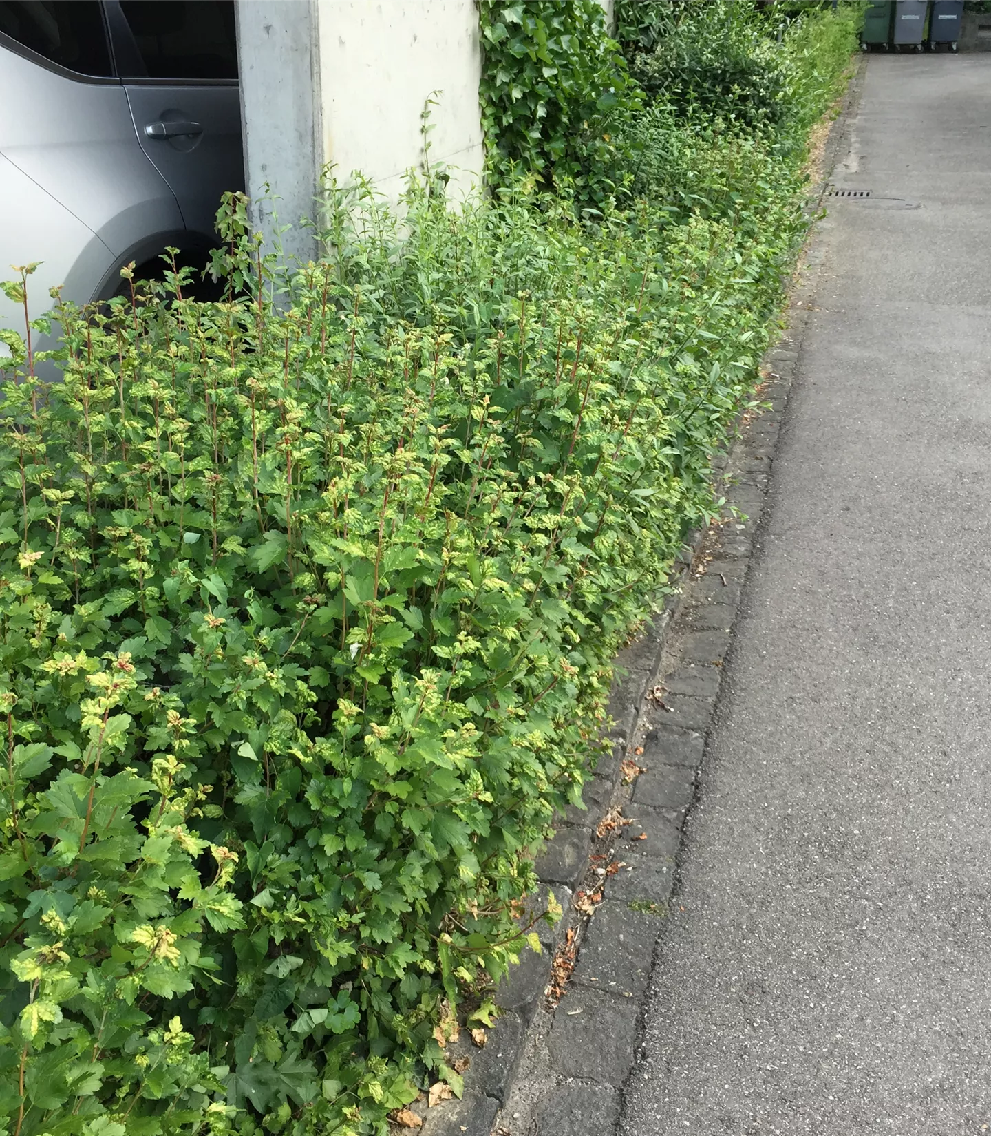 Ribes alpinum Solitär Ribes alpinum Solitär