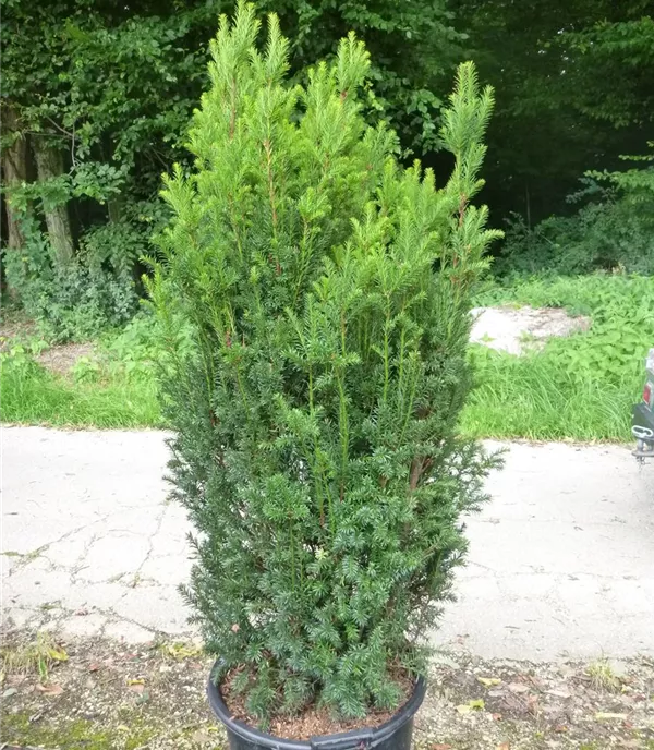 Taxus baccata 'Overeynderi' Heckenpflanze