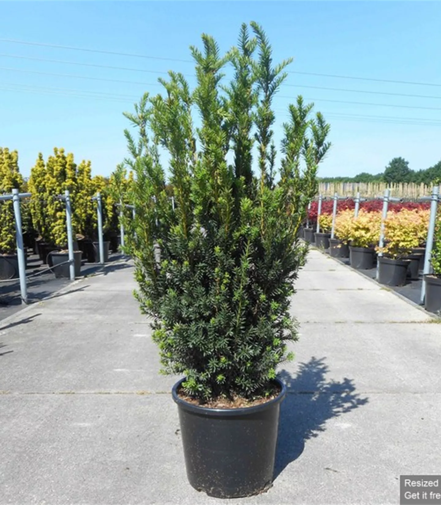 Taxus media (x) 'Hillii' Heckenpflanze