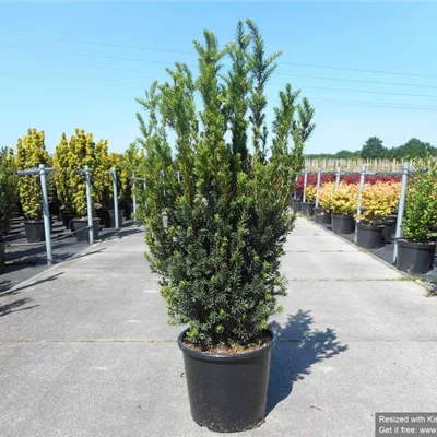 Topfgröße 7 Liter Höhe 60-80cm - Eibe 'Hillii' Heckenpflanze - Taxus media (x) 'Hillii' Heckenpflanze