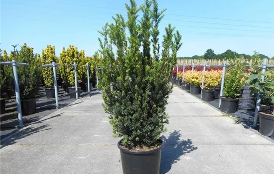 Taxus media (x) 'Hillii' Heckenpflanze