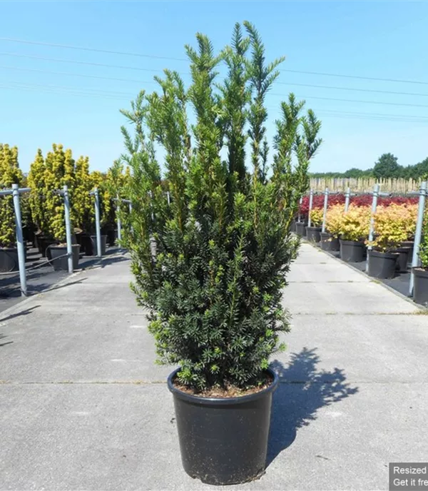 Taxus media (x) 'Hillii' Heckenpflanze