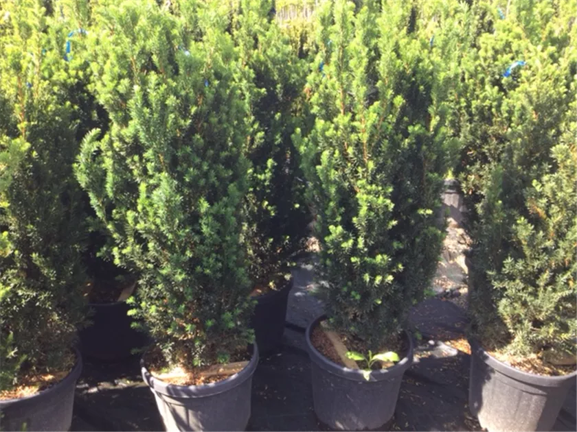 Taxus media (x) 'Hillii' Heckenpflanze, Eibe 'Hillii' Heckenpflanze