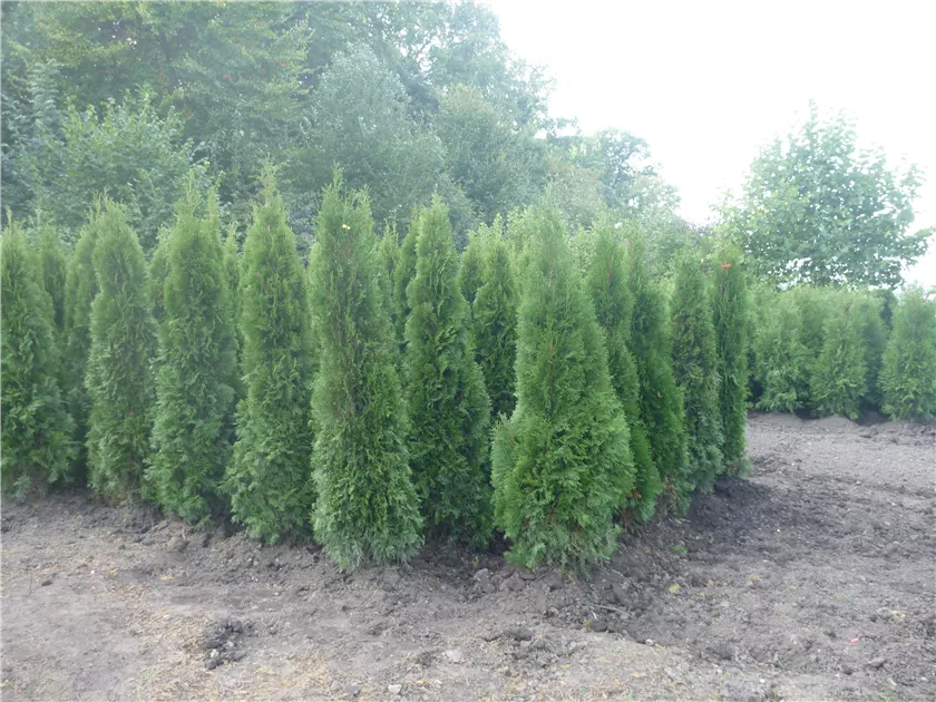 thuja seeds Northern White Cedar Tree Seeds (Thuja occidentalis)