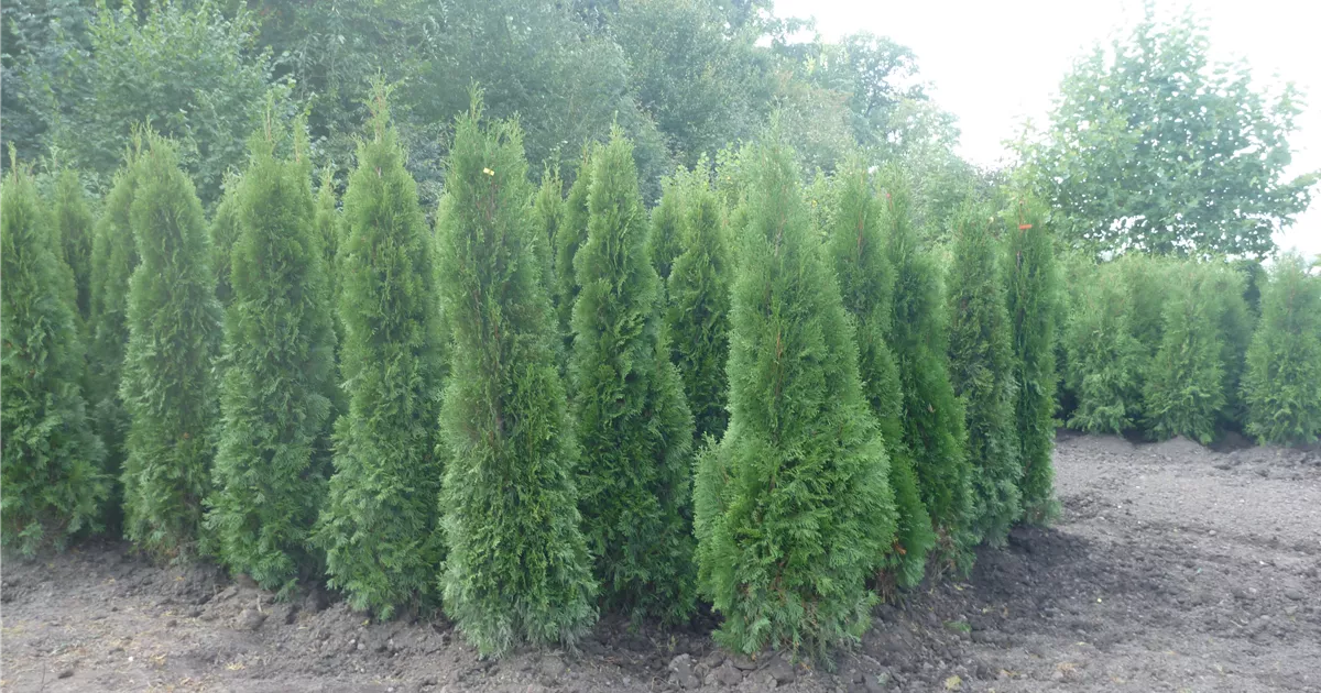 Thuja occidentalis 'Smaragd', Thuja, Lebensbaum