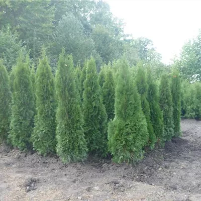Heckenpflanze mit Ballen Höhe 80 - 100cm - Thuja, Lebensbaum - Thuja occidentalis 'Smaragd'