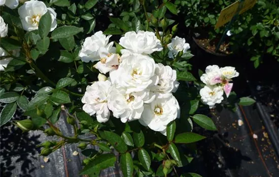 Rosa (Bodendeckerrose) 'Kent'