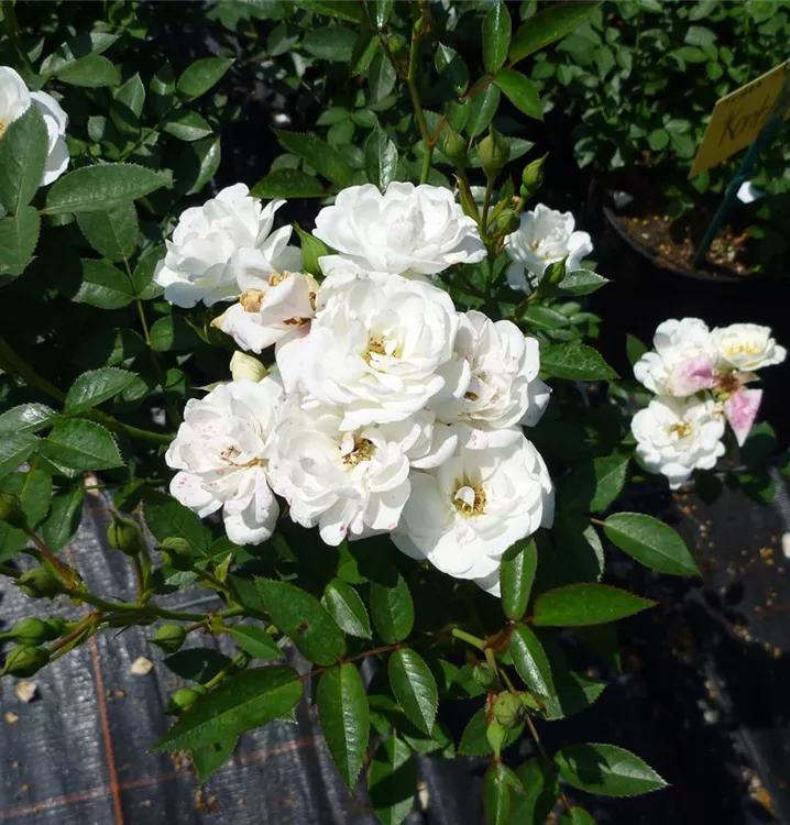 Rosier 'Kent'