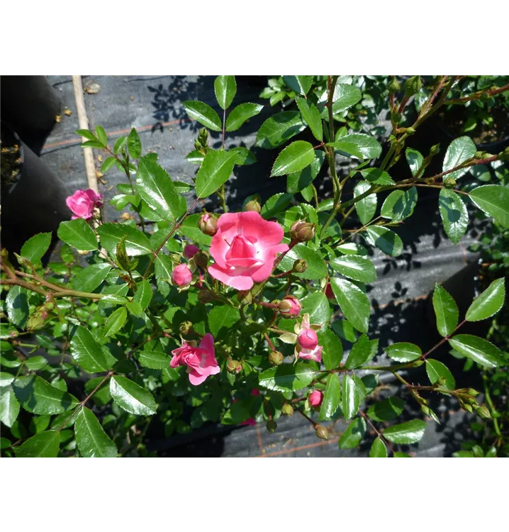 Rosier 'Lovely Fairy'