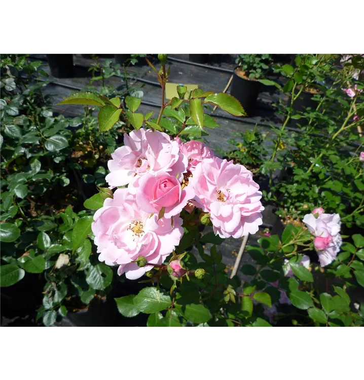 Rosier 'Bonica 82'