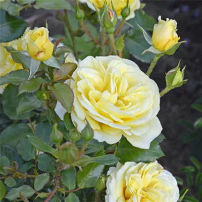 im Container - Beetrose 'Debüt'® - Rosa (Floribundarose) 'Debüt'