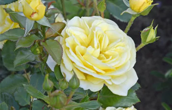 Rosa (Floribundarose) 'Debüt'