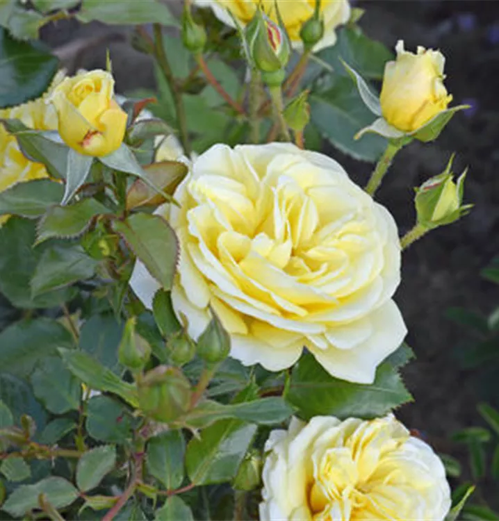 Beetrose 'Debüt'® - Rosa (Floribundarose) 'Debüt'