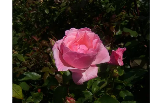 Rosa (Floribundarose) 'Queen Elizabeth Rose'