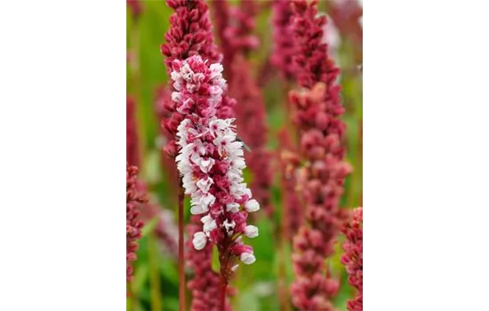 Persicaria affinis 'Darjeeling Red'