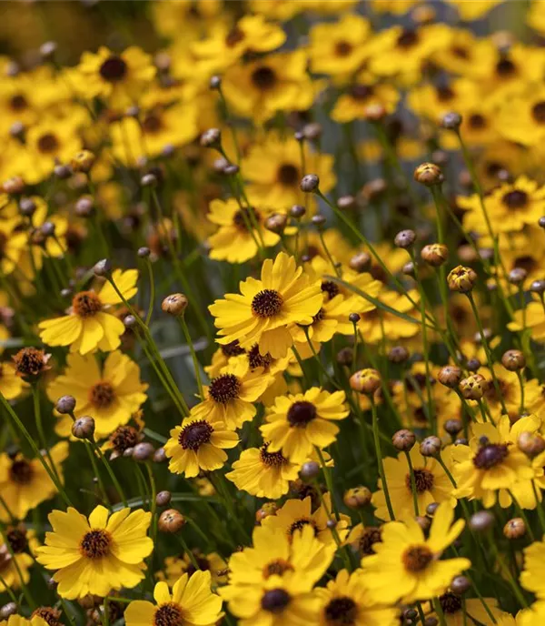 Coreopsis 'Solar Dance'
